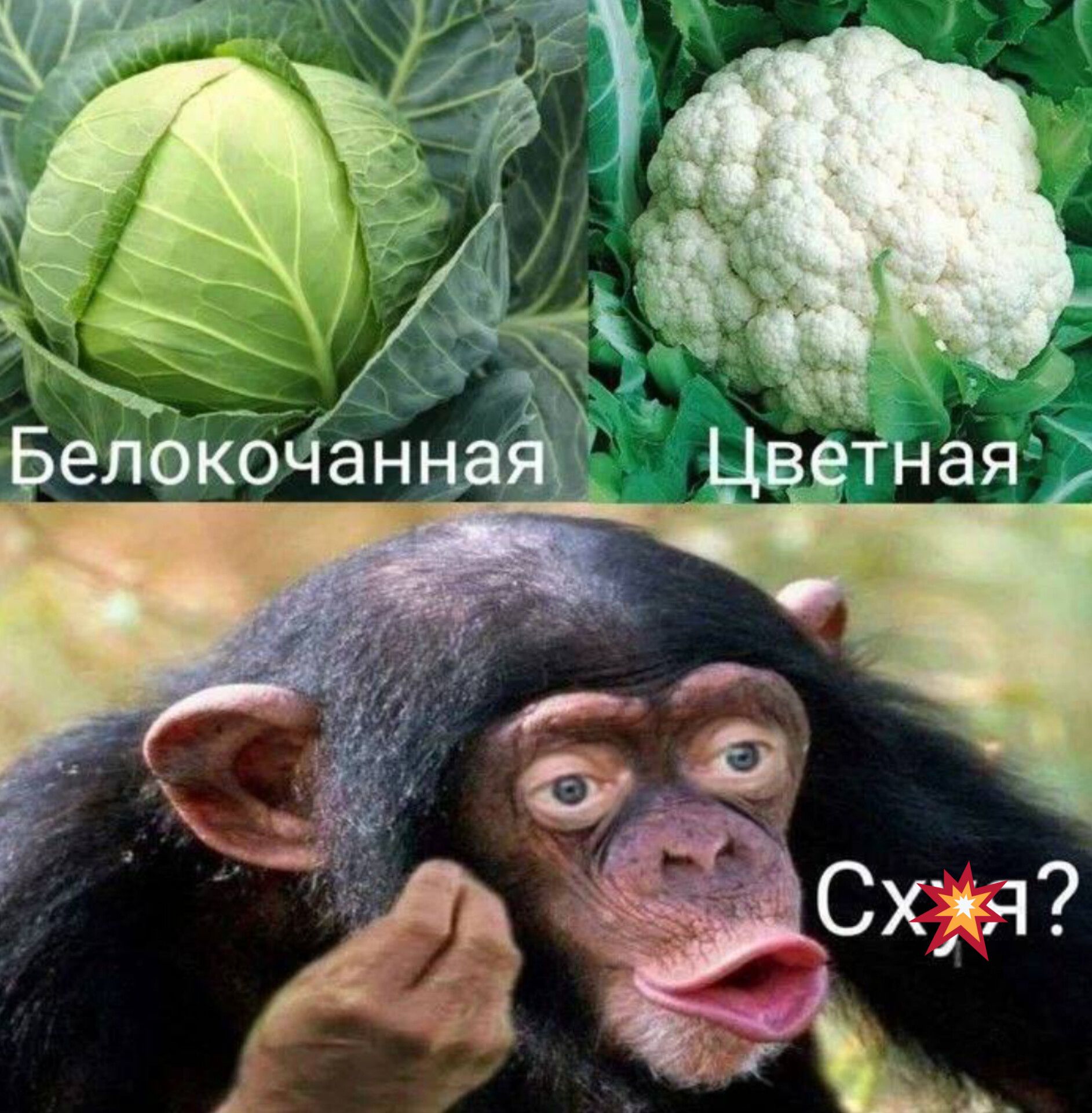 елокоЧанн