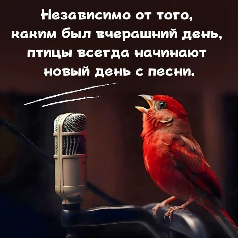 Независимо от того наким был вчерашний день птицы всегда начинают новый день с песни