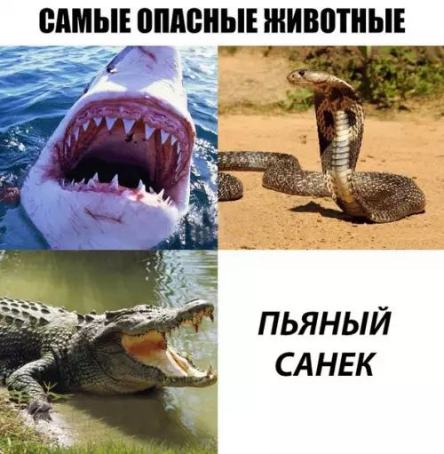 САМЫЕ ОПАСНЫЕ ЖИВОТНЫЕ