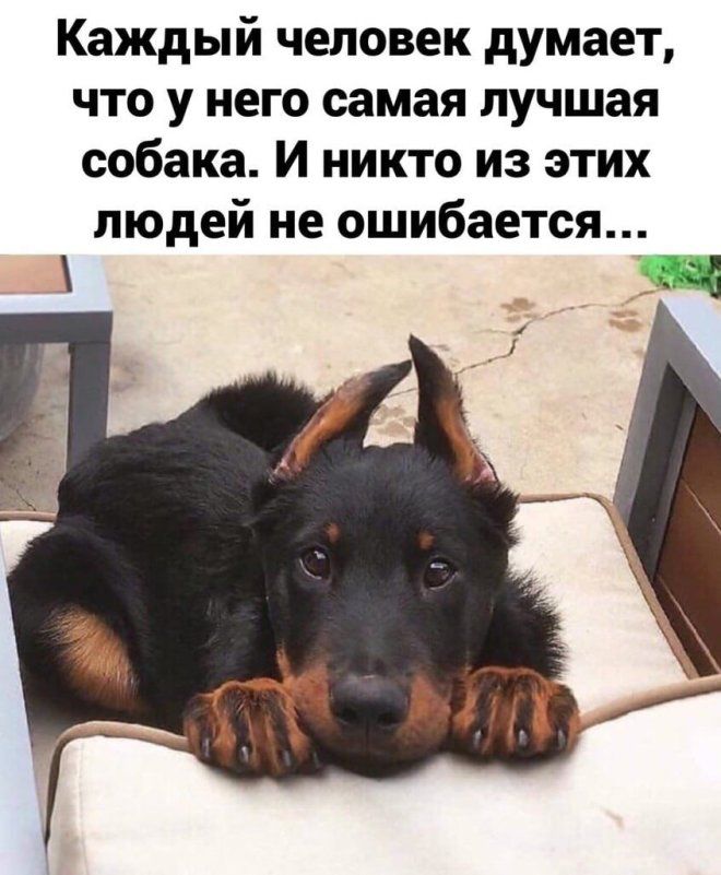 Каждый человек думает что у него самая лучшая собака И никто из этих людей не ошибается В