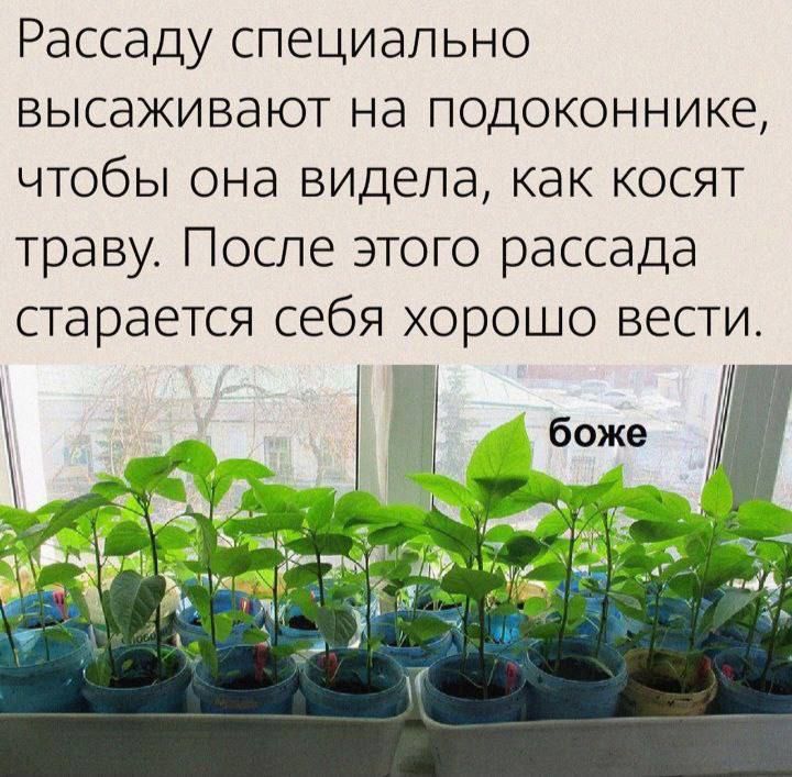 Рассаду специально высаживают на подоконнике чтобы она видела как косят траву После этого рассада старается себя хорошо вести ооа Й