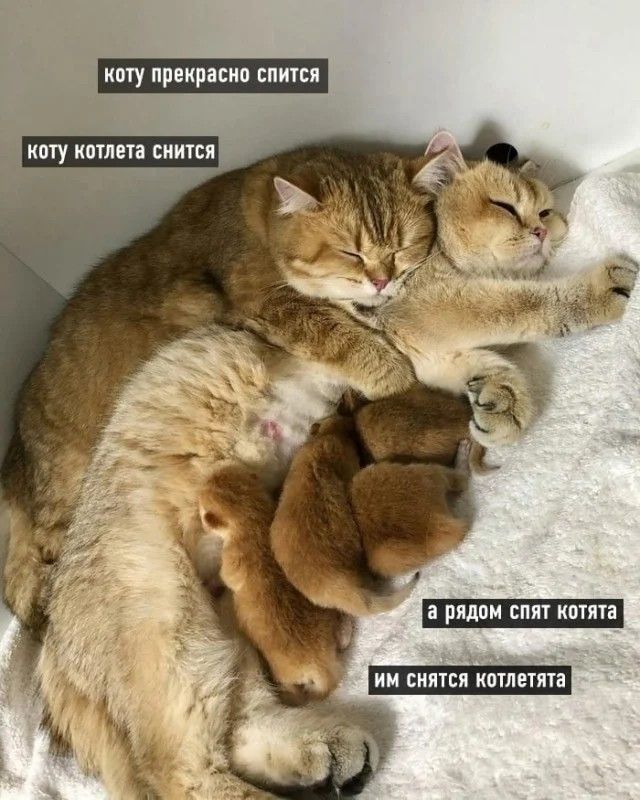 коту котлета снится а рядом спят котята им снятся котлетята