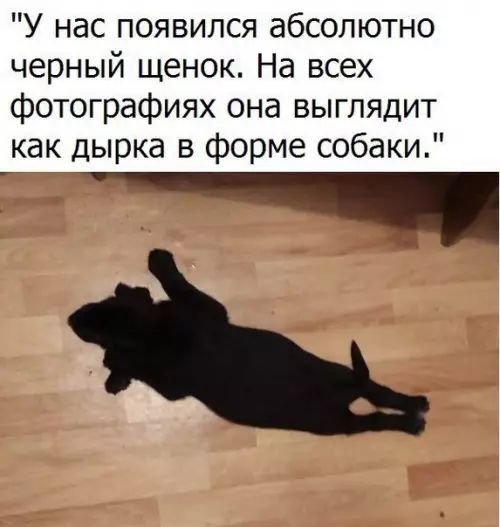 У нас появился абсолютно черный щенок На всех фотографиях она выглядит как дырка в форме собаки