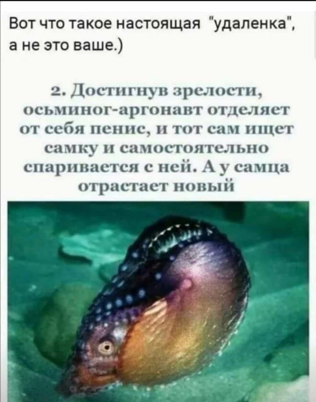 Вот что такое настоящая удаленка а не это ваше 2 Достигнув зрелости осьминог аргонавт отделяет от себя пенис и тот сам ищет самку и самостоятельно спаривается с ней А у тца отрастает новый