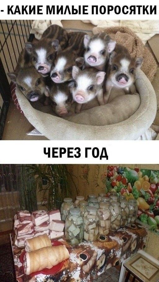 КАКИЕ МИЛЫЕ ПОРОСЯТКИ