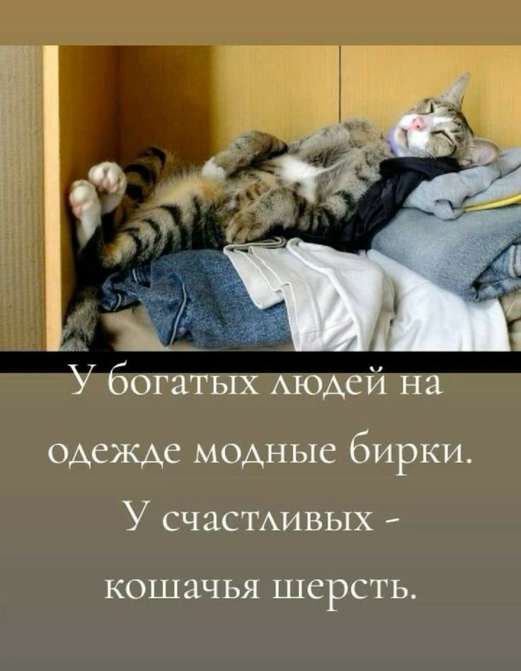 У богатых людей на одежде модные бирки У счастливых кошачья ШСРСТЬ
