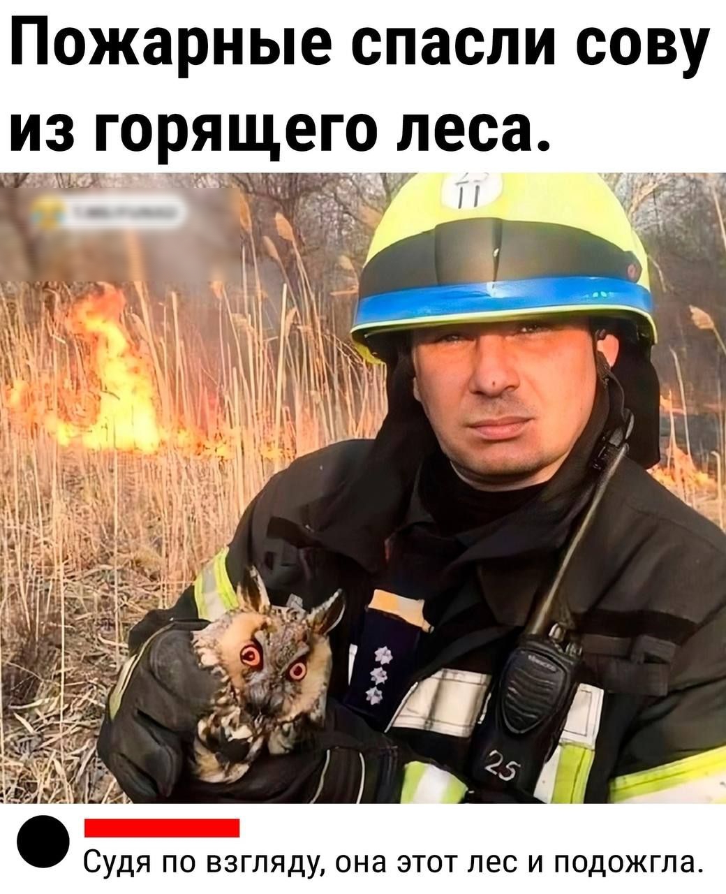 Пожарные спасли сову из горящего леса всх чрлН 6Й я по взгляду она этот лес и подож
