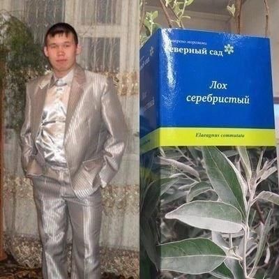 зерный сад Лох серебристый