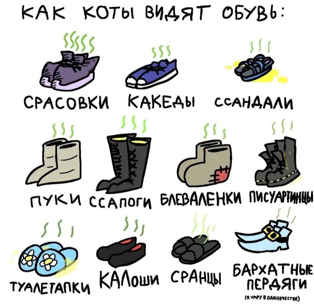 КАк кОты ВИДЯТ ОБУВЬ 555 а5 СРАСОВКИ КАКЕАЫ СсАНДАЛИ 53 3 у Т й КОВ ПУКИ ссАПоги БЛЕВАЛЕНКИ ПИСУАМИНЫ ы БАРХАТНЫЕ КА СРАНЦЫ тувлетапки КАЙоши ПЕРДЯГИ аму овнничеты