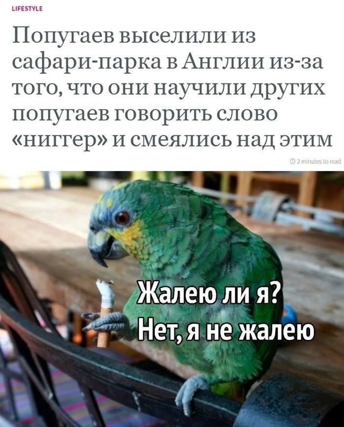Попугаев выселили из сафари парка в Англии из за того что они научили других попугаев говорить слово ниггер и смеялись над этим Жалею лИ я7и_ 8 Нет я не жалею