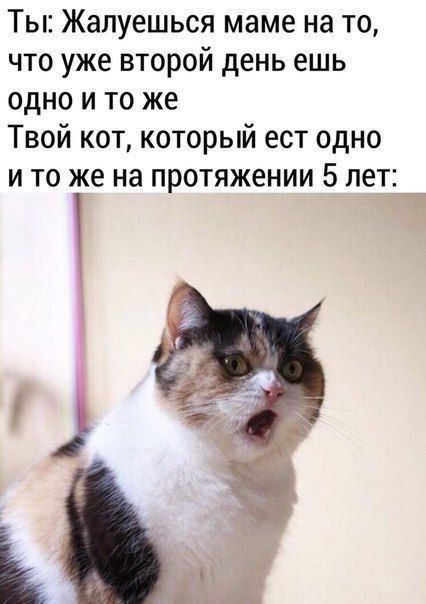 Ты Жалуешься маме на то что уже второй день ешь одно и то же Твой кот который ест одно ито же на протяжении 5 лет