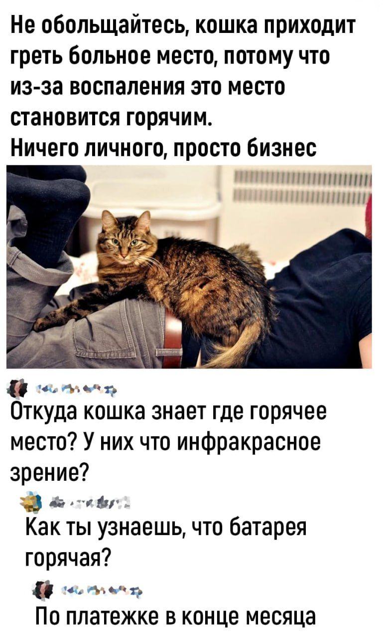 Не обольщайтесь кошка приходит греть больное место потому что из за воспаления это место становится горячим Ничего личного просто бизнес ИИ оее Откуда кошка знает где горячее место У них что инфракрасное зрение В 2 теву Как ты узнаешь что батарея горячая ф оьеь По платежке в конце месяца