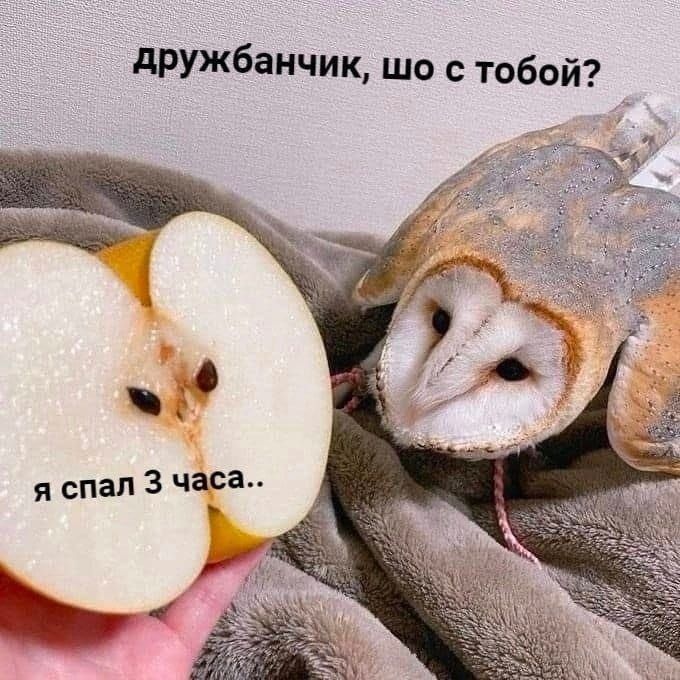 дружбанчик шо с тобой