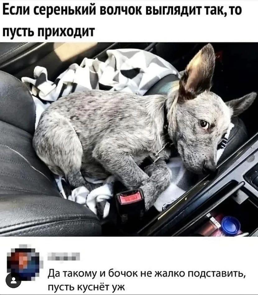 Если серенький волчок выглядит так то пусть приходит п Да такому и бочок не жалко подставить пусть куснёт уж