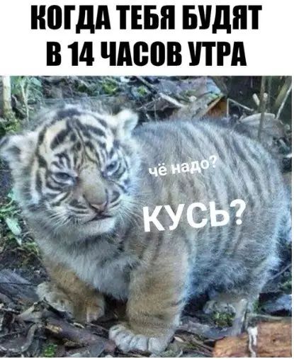 КОГДА ТЕБЯ БУДЯТ 14 ЧАСОВ УТРА