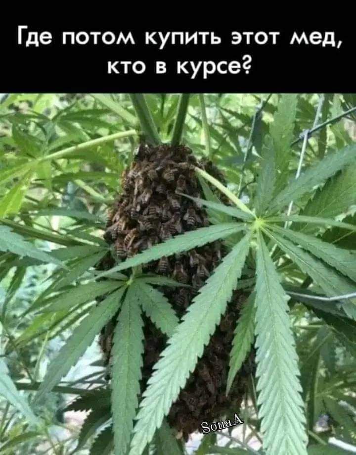 Где потом купить этот мед Гахе 11е