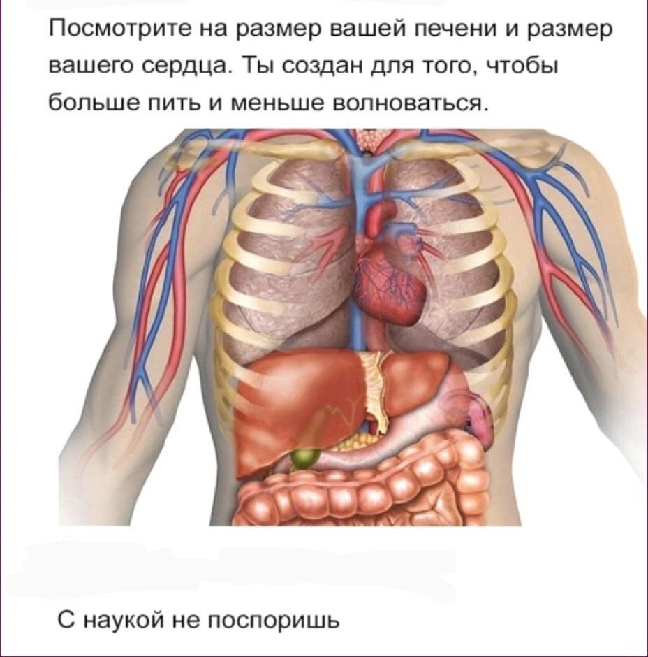 Посмотрите на размер вашей печени и размер вашего сердца Ты создан для того чтобы больше пить и меньше волноваться ее С наукой не поспоришь