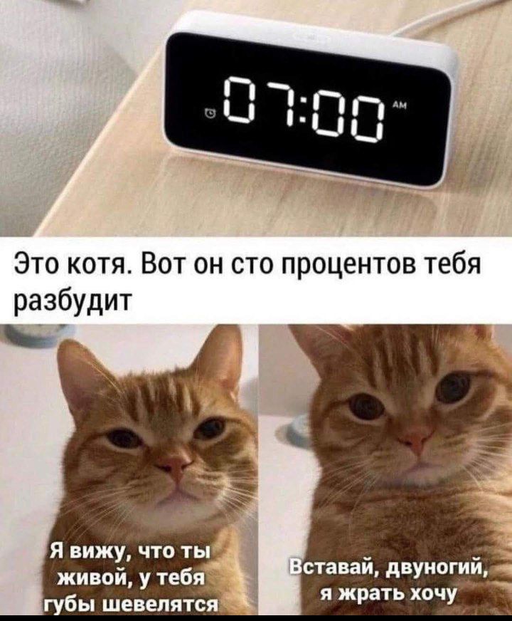 Это котя Вот он сто процентов тебя разбудит й Вставай двуноги я