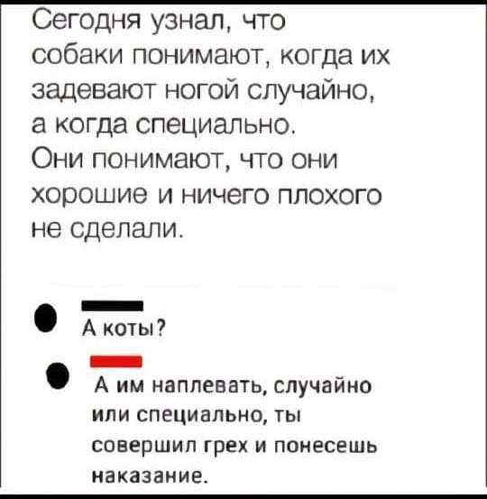 Сегодня узнал что собаки понимают когда их задевают ногой случайно а когда специально Они понимают что они хорошие и ничего плохого не сделали ч А коты лим наплевать случайно или специально ты совершил грех и понесешь наказание