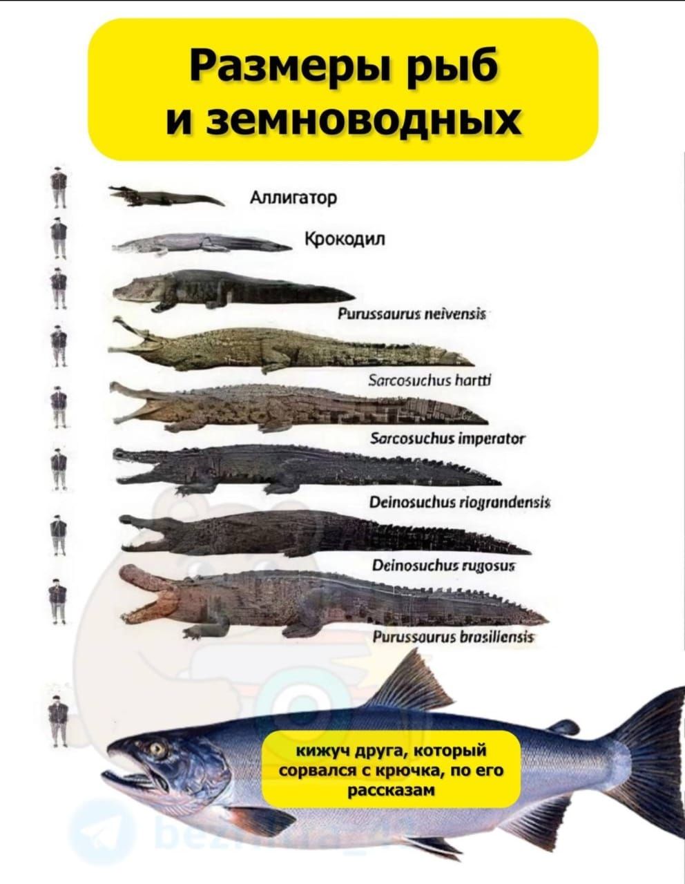 Размеры рыб и земноводных й