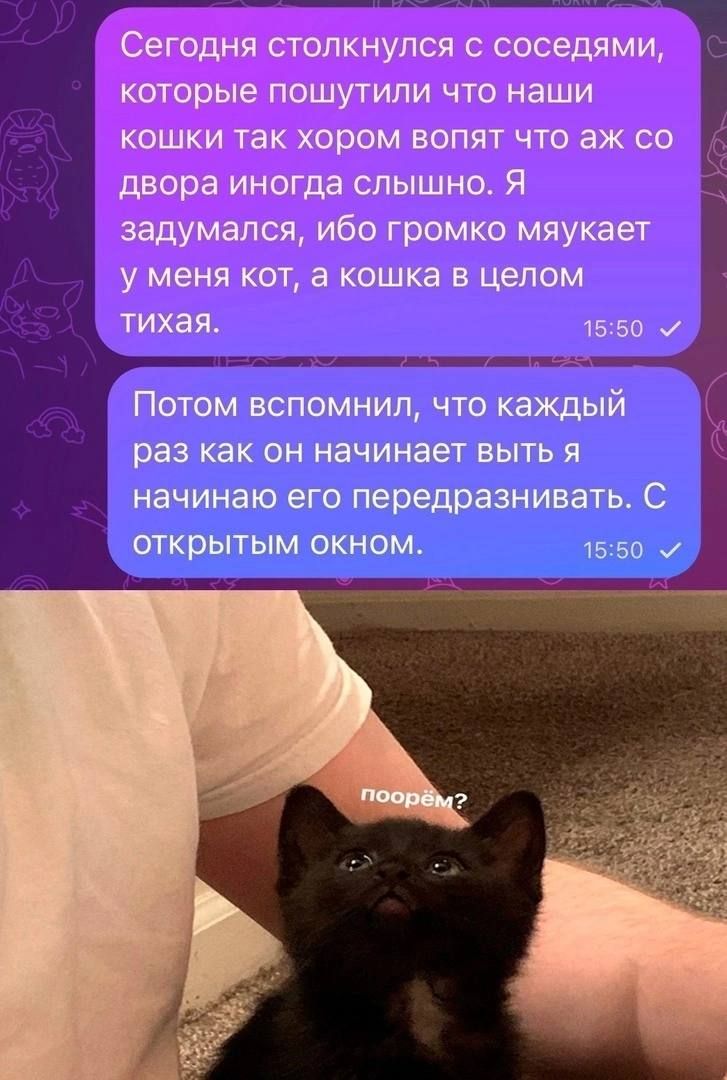 Сегодня столкнулся с соседями которые пошутили что наши кошки так хором вопят что аж со двора иногда слышно Я задумался ибо громко мяукает у меня кот а кошка в целом тихая 1550 Потом вспомнил что каждый раз как он начинает выть я начинаю его передразнивать С