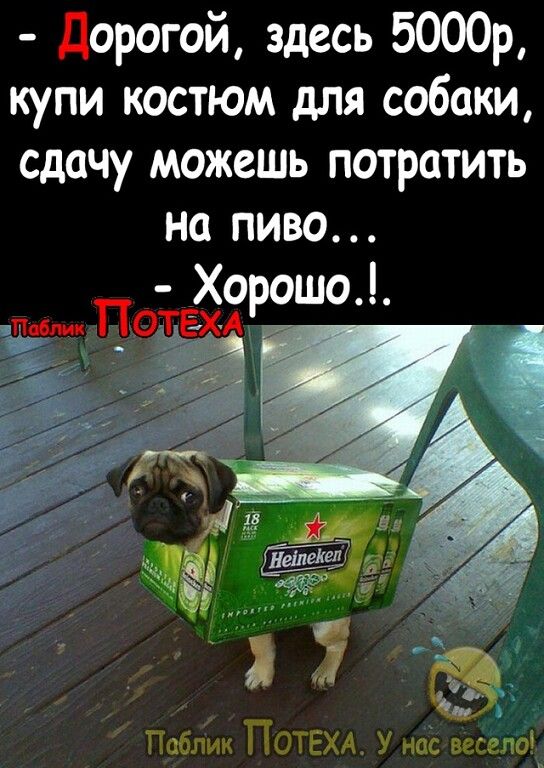 Дорогой здесь 5000р купи костюм для собаки сдачу можешь потратить на пиво ТПоблик ТОТЕХА У насвесело