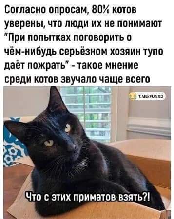 Согласно опросам 80 котов уверены что люди их не понимают При попытках поговорить о чём нибудь серьёзном хозяин тупо даёт пожрать такое мнение среди котов звучало чаще всего ЕМА