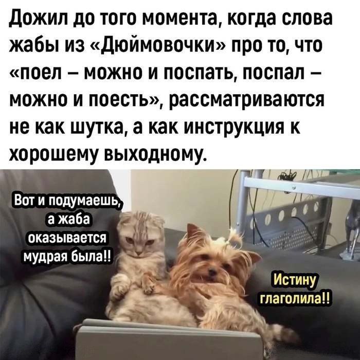 Дожил до того момента когда слова жабы из Дюймовочки про то что поел можно и поспать поспал можно и поесть рассматриваются не как шутка а как инструкция к хорошему выходному Вот и подумаешь а жаба оказывается мудрая была