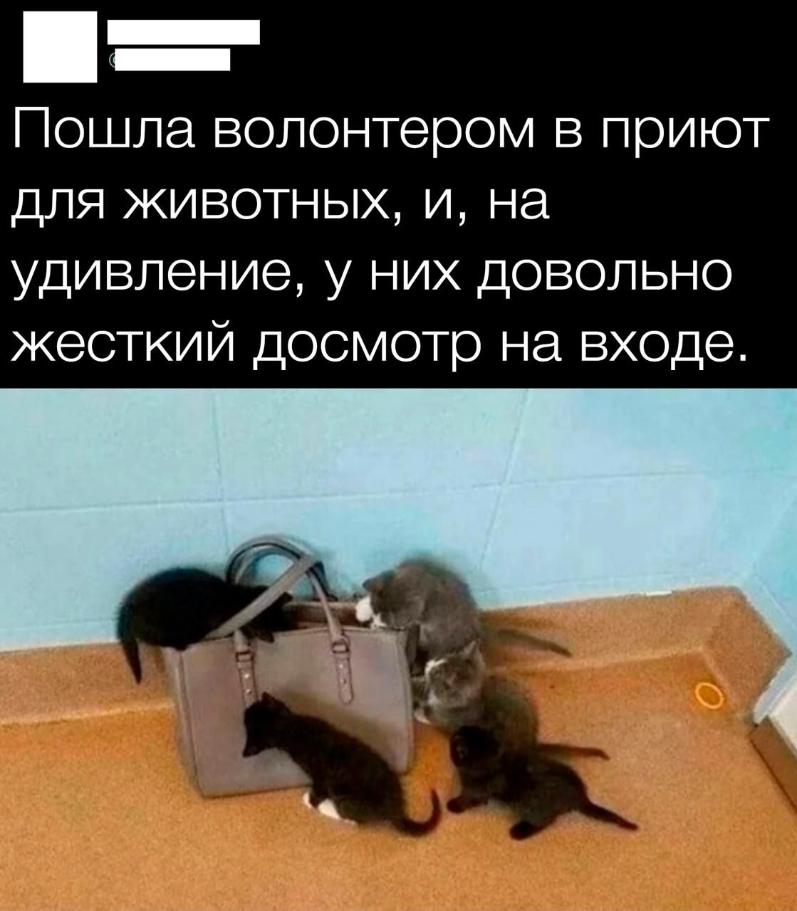 ы Пошла волонтером в приют для животных и на удивление у них довольно жесткий досмотр на входе