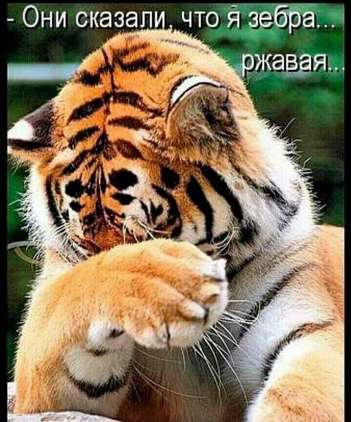 Ы Они сказали что зебраж