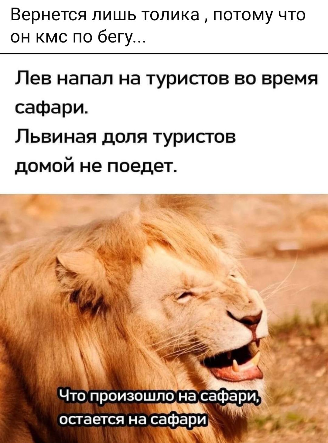 Вернется лишь толика потому что он кмс по бегу Лев напал на туристов во время сафари Львиная доля туристов домой не поедет остается на сафари л т 3