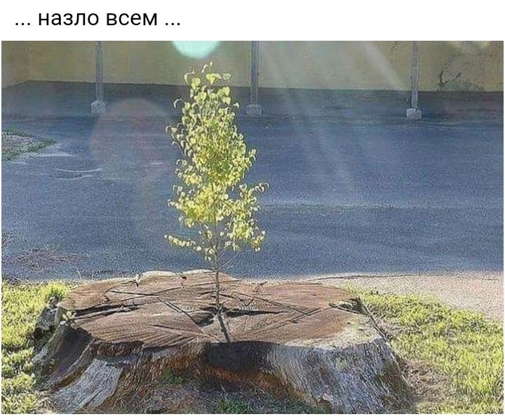 3 5 Г 3