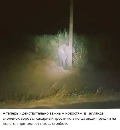 Атеперь к дейс енок воровал сахарный он прятался от них за сто