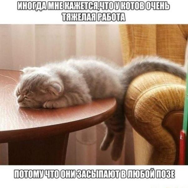 ИНОГДАММНЕКАЖЕТСЯ ЧТО МКОТОВ ОЧЕНЫ ИПАЖЕЛАЯ ЕАБОТА ВЕт 8 ПОТОММЧТО ОНИ ЗАСЬАЮЩВЛЮБОЙ ПОЗН