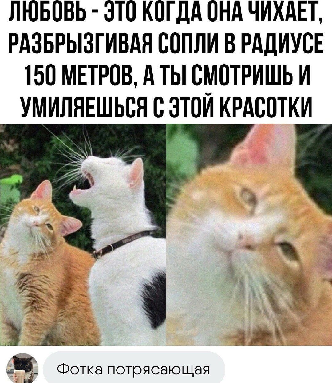 ЛЮБОВЬ ЭТО КОГДА ОНА ЧИХАЕТ РАЗБРЫЗГИВАЯ СОПЛИ В РАДИУСЕ 150 МЕТРОВ А ТЫ СМОТРИШЬ И УМИЛЯЕШЬСЯ С ЭТОЙ КРАСОТКИ __ Фотка потрясающая