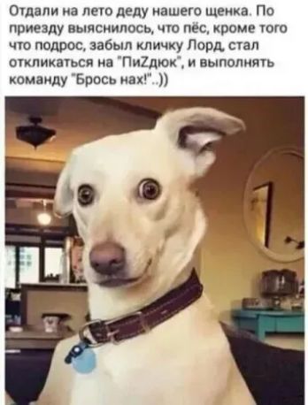 Отдали на лето деду нашего щенка По приезду выяснилось что пёс кроме того что подрос забыл кличку Лорд стал откликаться на Пийдюк и выполнять команду Брось нах