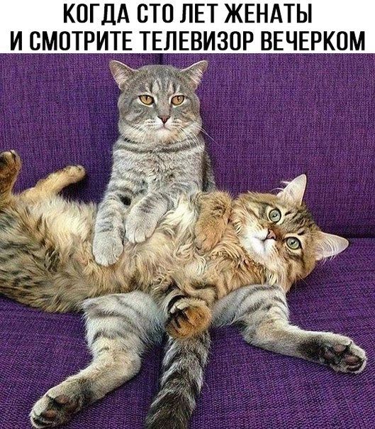 КОГДА СТО ЛЕТ ЖЕНАТЫ И СМОТРИТЕ ТЕЛЕВИЗОР ВЕЧЕРКОМ