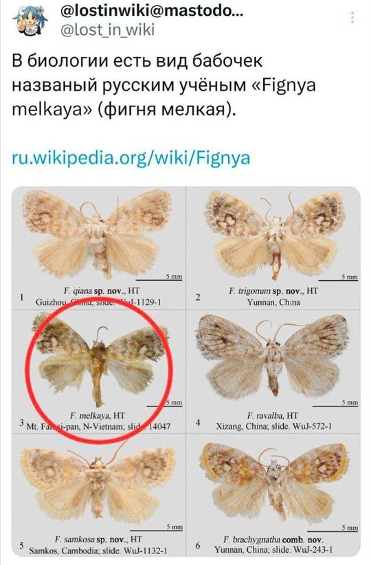 1о5бпуК та5одо ю5 т мК В биологии есть вид бабочек названый русским учёным Рёпуа теКауа фигня мелкая гимиКреатаогамиКИРЕпуа Е тейауа НГ Е гаа Н 3 м ая Ука дач 4 Жааоц Свиа ад М 572 о Ын Е затвонка врпох НГ Е в 6Восмбасоть поу атков Сатвода мфе Ма 1132 1 Уопваа Сиа вМфе 2431