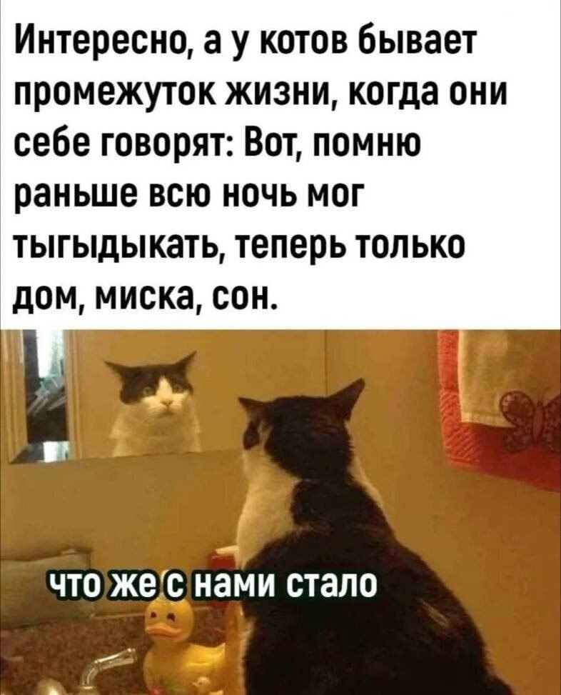 Интересно а у котов бывает промежуток жизни когда они себе говорят Вот помню раньше всю ночь мог тыгыдыкать теперь только дом миска сон в чтожеснами стало