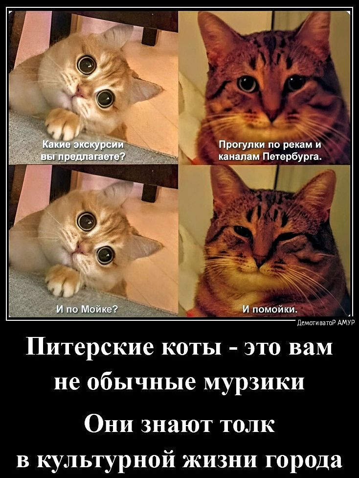 Прогулки по рекам и ЙЙ помойки Ленсыт АНр Питерские коты это вам не обычные мурзики Они знают толк в культурной жизни города