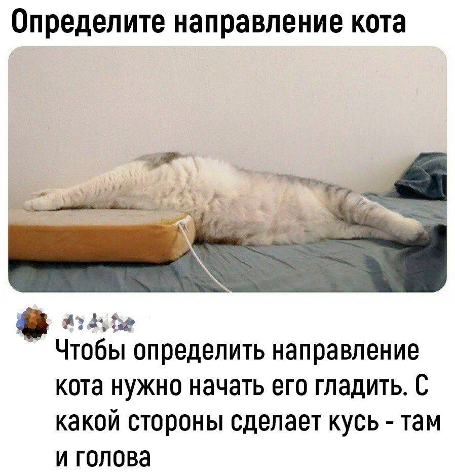 Определите направление кота из4убе Чтобы определить направление кота нужно начать его гладить С какой стороны сделает кусь там и голова