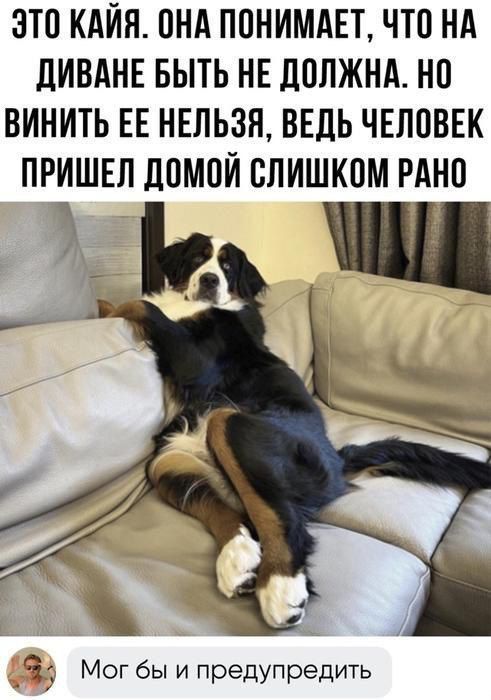 ЭТО КАЙЯ ОНА ПОНИМАЕТ ЧТО НА ДИВАНЕ БЫТЬ НЕ ДОЛЖНА НО ВИНИТЬ ЕЁ НЕЛЬЗЯ ВЕДЬ ЧЕЛОВЕК ПРИШЕЛ ДОМОЙ СЛИШКОМ РАНО Могбы и предупредить