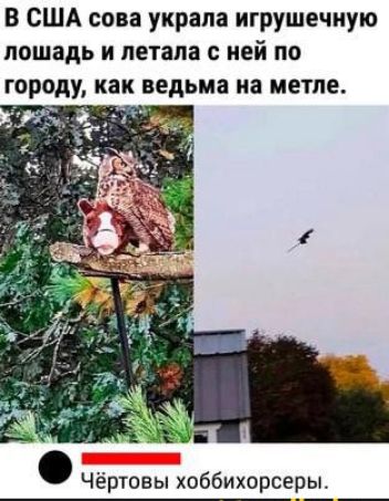 В США сова украла игрушечную лошадь и летала с ней по городу как ведьма на метле ря Чёртовы хоббихорсеры