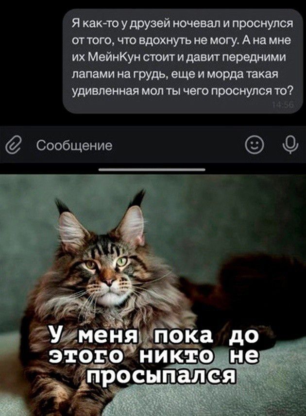 Я как то у друзей ночевал и проснулся оттого что вдохнуть не могу А на мне их МейнКун стоит и давит передними лапамина грудь еще и морда такая удивленная мол ты чего проснулся то Сообщение тУуменяока до этогоникю не