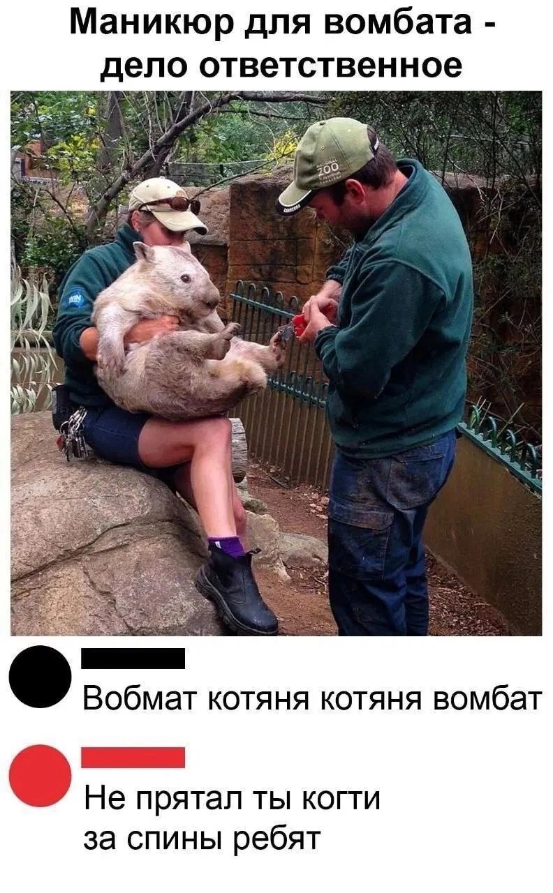Маникюр для вомбата дело ответственное Ч Г Вобмат котяня котяня вомбат Не прятал ты когти за спины ребят