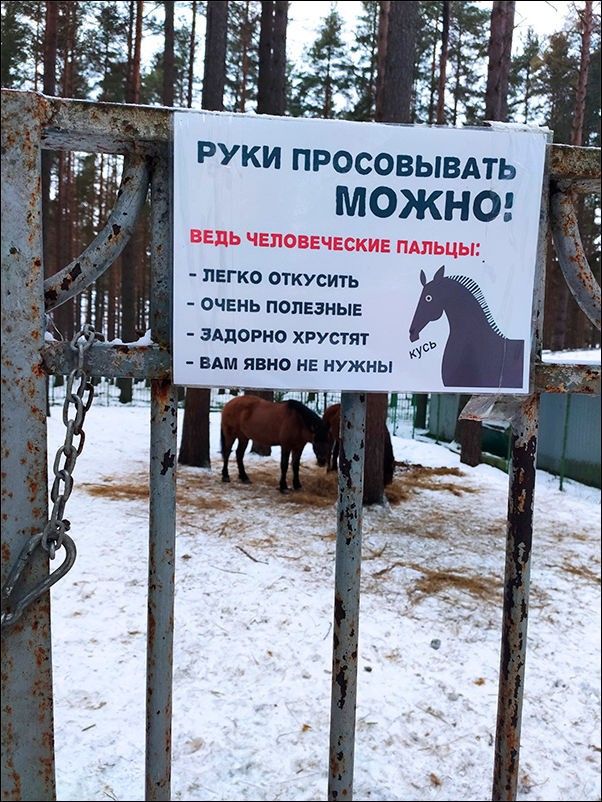 1 НЙ РУКИ ПРОСОВЫВАТЬ лЕГКО ОТКУСИТЬ ОЧЕНЬ ПОЛЕЗНЫЕ ЗАДОРНО ХРУСТЯТ ВАМ ЯВНО НЕ НУЖНЫ