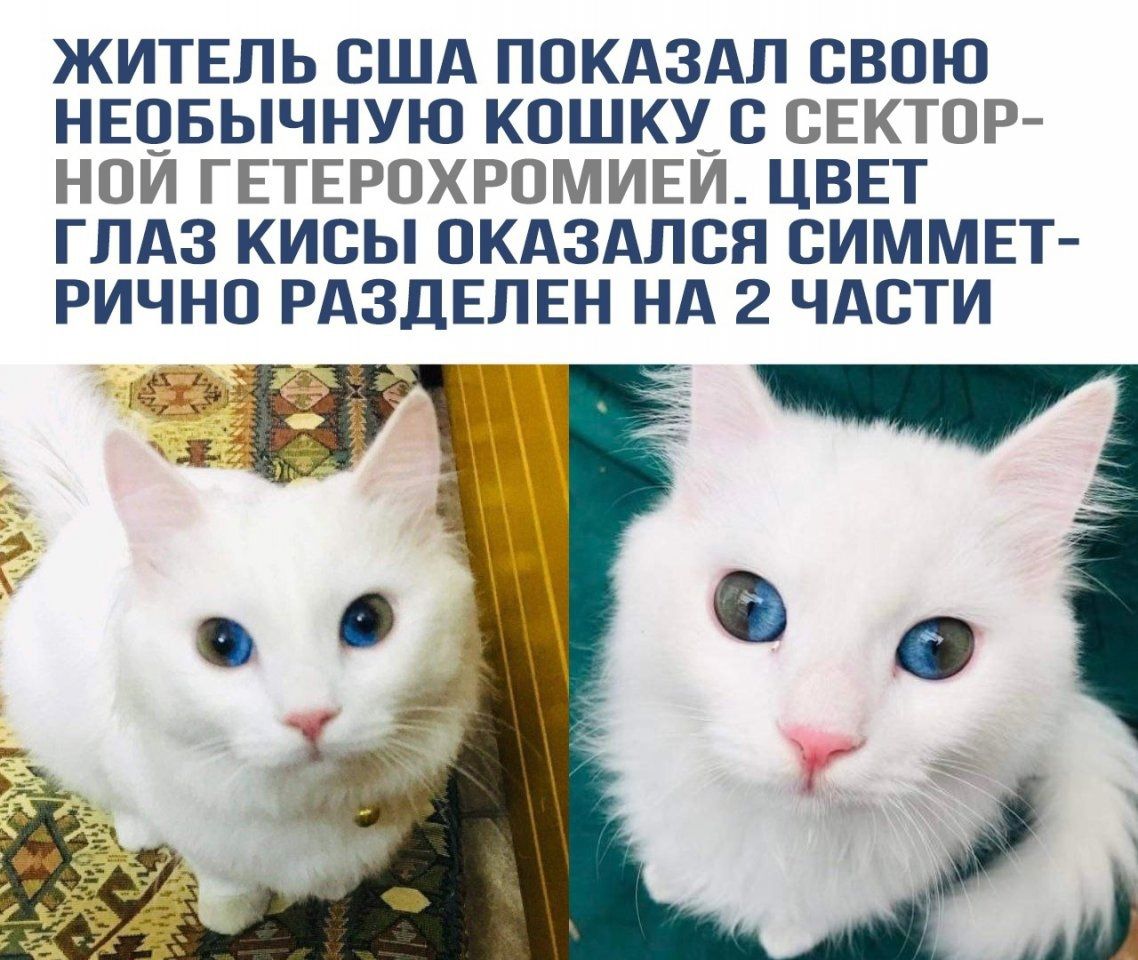ЖИТЕЛЬ США ПОКАЗАЛ СВОЮ НЕОБЫЧНУЮ КОШКУ С СЕКТОР НОЙ ГЕТЕРОХРОМИЕЙ ЦВЕТ ГЛАЗ КИСЫ ОКАЗАЛСЯ СИММЕТ РИЧНО РАЗДЕЛЕН НА 2 ЧАСТИ ке