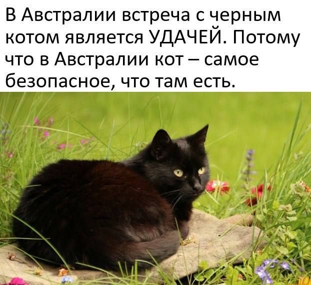 В Австралии встреча с черным котом является УДАЧЕЙ Потому что в Австралии кот самое безопасное что там есть