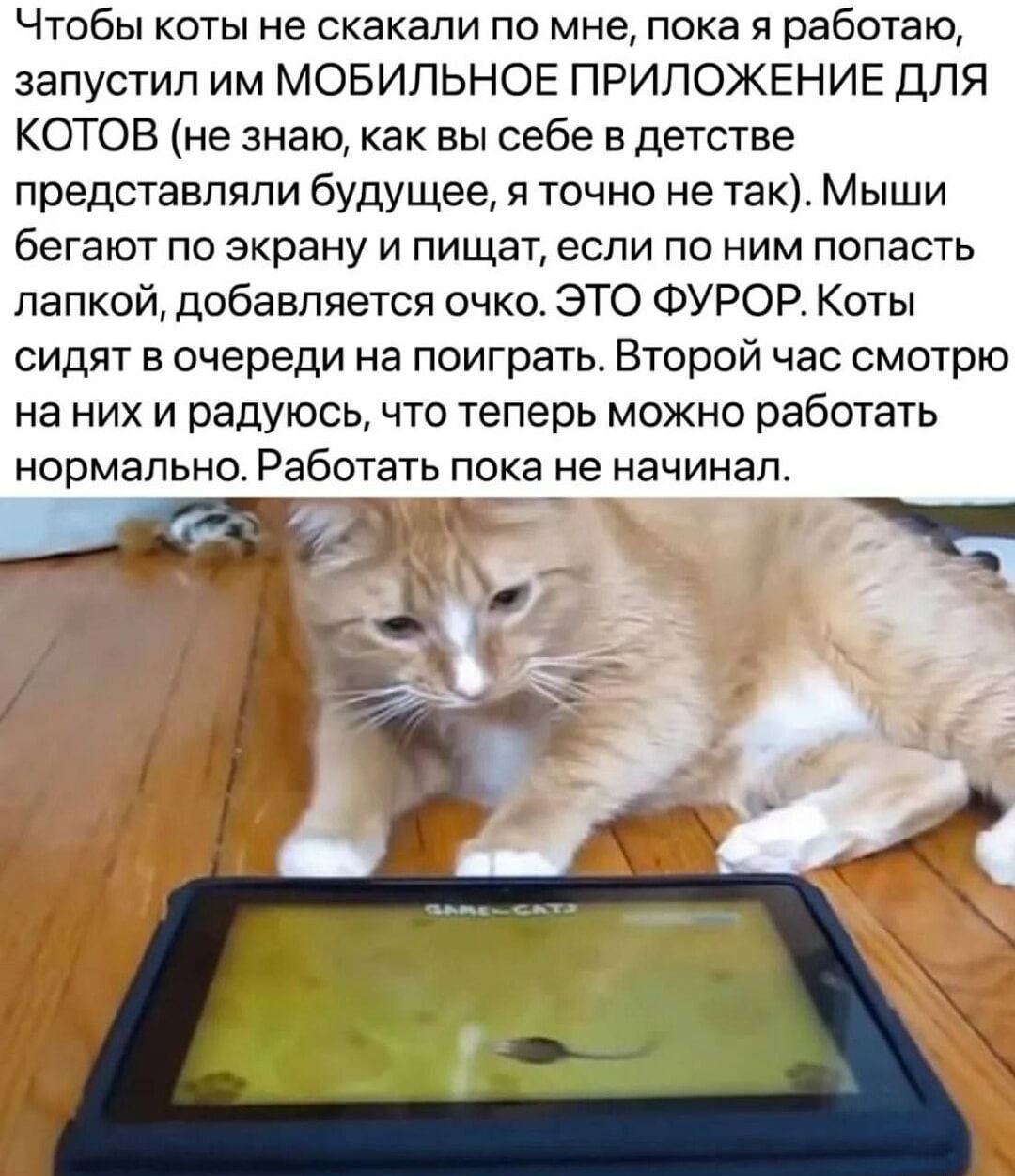 Чтобы коты не скакали по мне пока я работаю запустил им МОБИЛЬНОЕ ПРИЛОЖЕНИЕ ДЛЯ КОТОВ не знаю как вы себе в детстве представляли будущее я точно не так Мыши бегают по экрану и пищат если по ним попасть лапкой добавляется очко ЭТО ФУРОР Коты сидят в очереди на поиграть Второй час смотрю на них и радуюсь что теперь можно работать нормально Работать пока не начинал