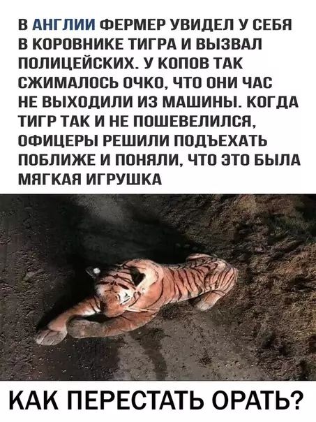 В АНГЛИИ ФЕРМЕР УВИДЕЛ У СЕБЯ В КОРОВНИКЕ ТИГРА И ВЫЗВАЛ ПОЛИЦЕЙСКИХ У КОПОВ ТАК СЖИМАЛОСЬ ОЧКО ЧТО ОНИ ЧАС НЕ ВЫХОДИЛИ ИЗ МАШИНЫ КОГДА ТИГР ТАК И НЕ ПОШЕВЕЛИЛСЯ ОФИЦЕРЫ РЕШИЛИ ПОДЪЕХАТЬ ПОБЛИЖЕ И ПОНЯЛИ ЧТО ЭТО БЫЛА МЯГКАЯ ИГРУШКА